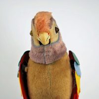 Pete the Parrot23 1